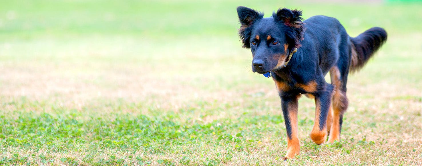 What Color Are New Zealand Heading Dog Dogs